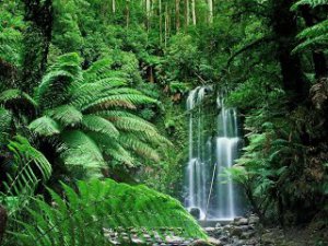 The Daintree Rainforest