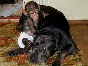 Chimp-and-Mastiff