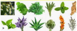medicinal plants around the world