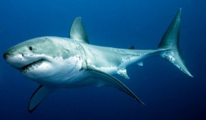 facts that you should know about sharks