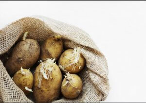 why you should not eat sprouted potatoes